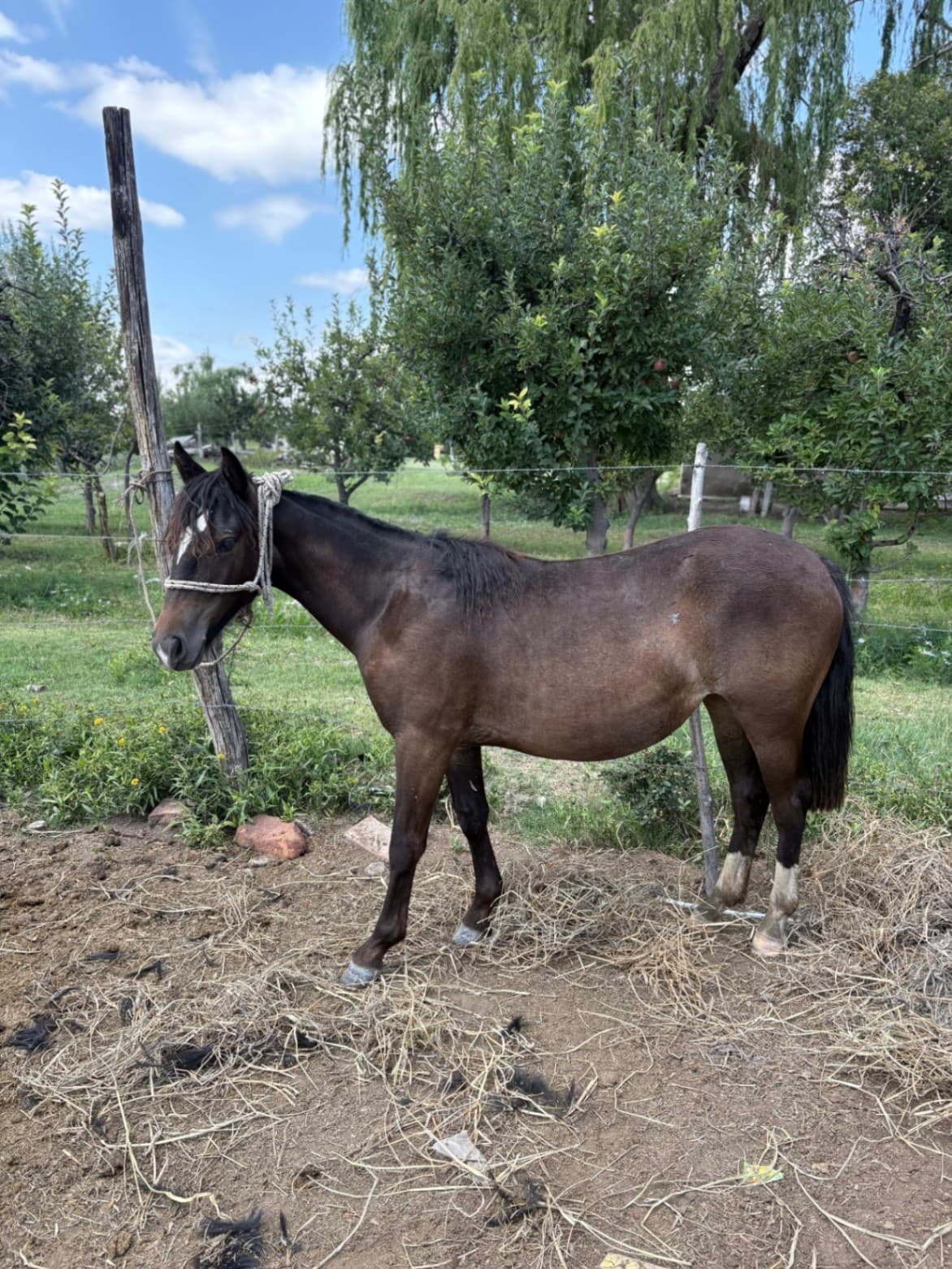 Santita Jarillal - Imagen 1