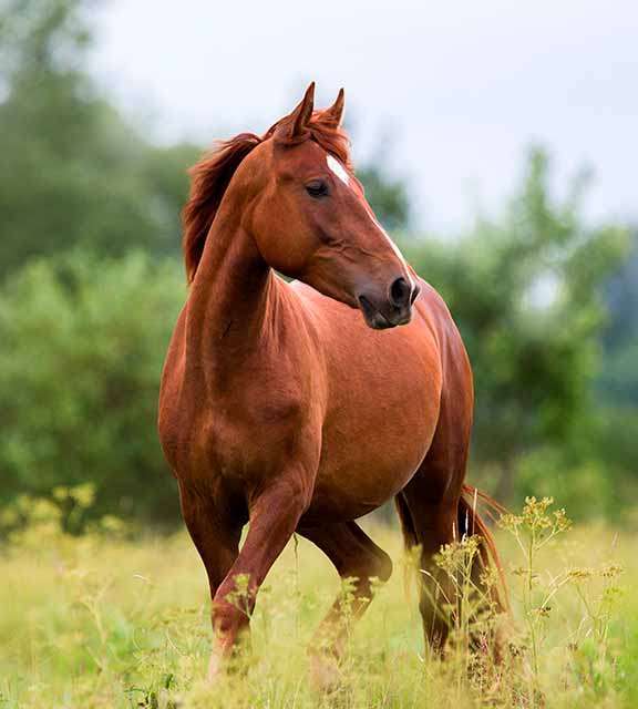 Test Raza 01 - Imagen 1